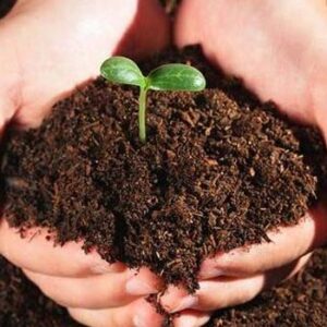 organic fertilizer